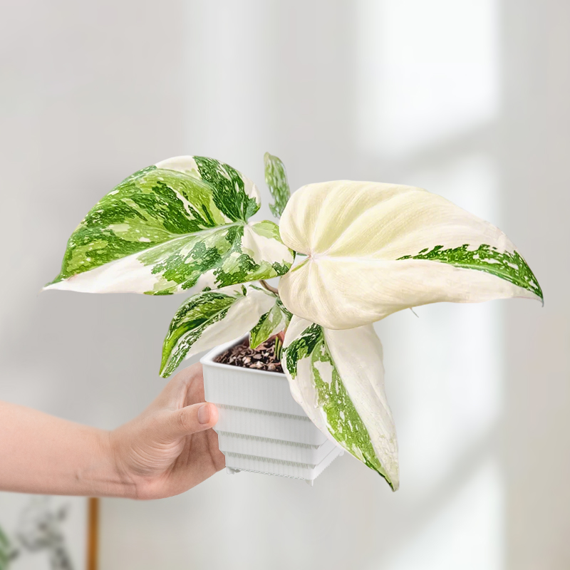 Pot Persegi Meshpot Air-Prunin - Plant Parent ulasan dan harga