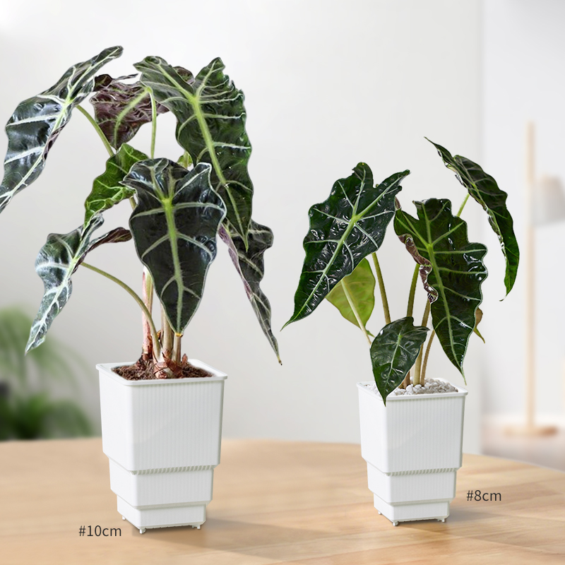 Pot Persegi Meshpot Air-Prunin - Plant Parent ulasan dan harga