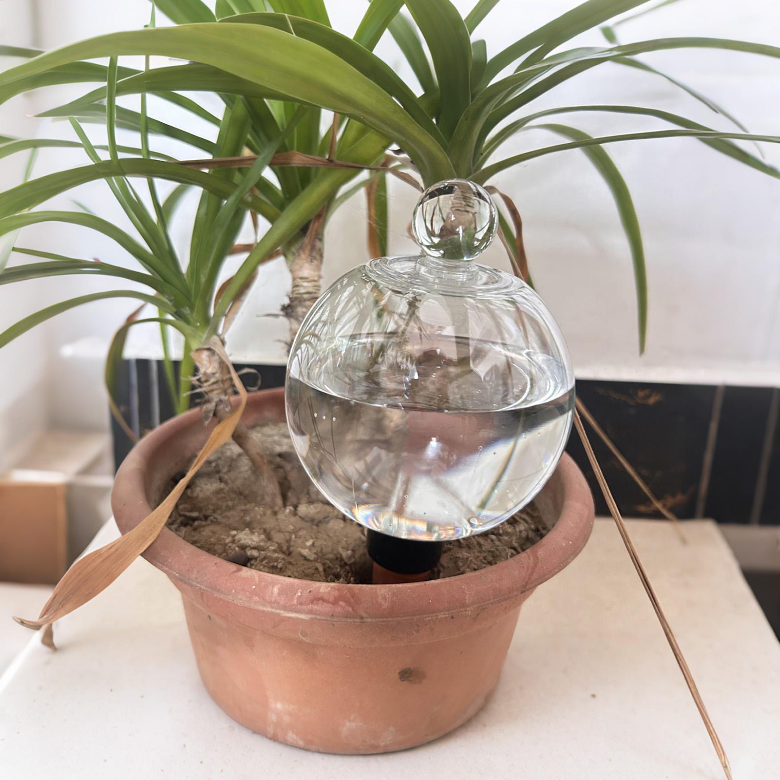 Bola Penyiram Tanaman 4pcs 500 - Plant Parent ulasan dan harga