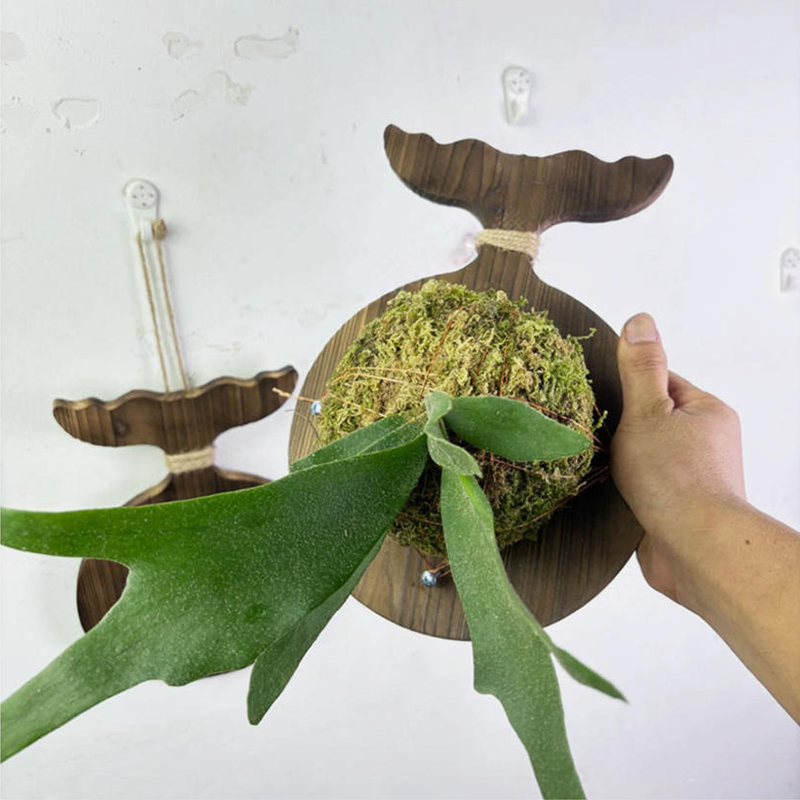 Papan Dinding Kayu Baru untuk  - Plant Parent ulasan dan harga