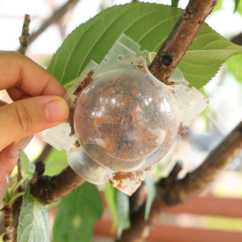Kotak Penyemaian Tanaman Berti - Plant Parents ulasan dan harga