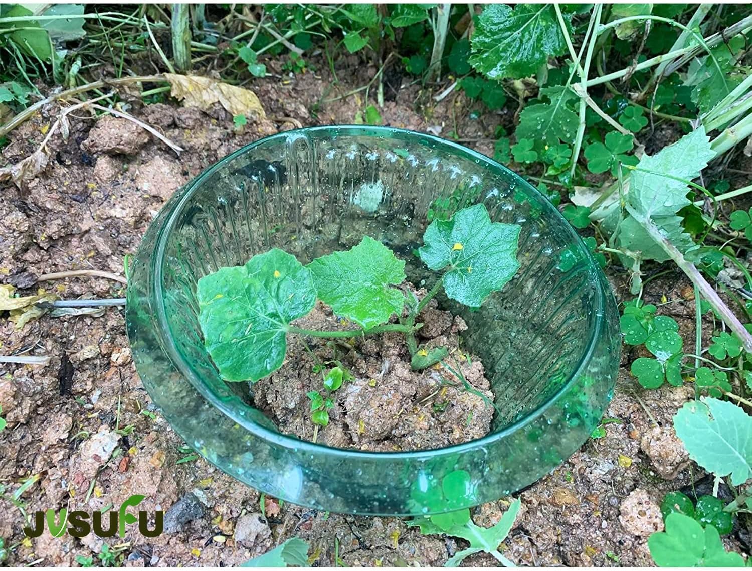 1/30 Buah Cincin Pelindung Sip - Plant Parents ulasan dan harga