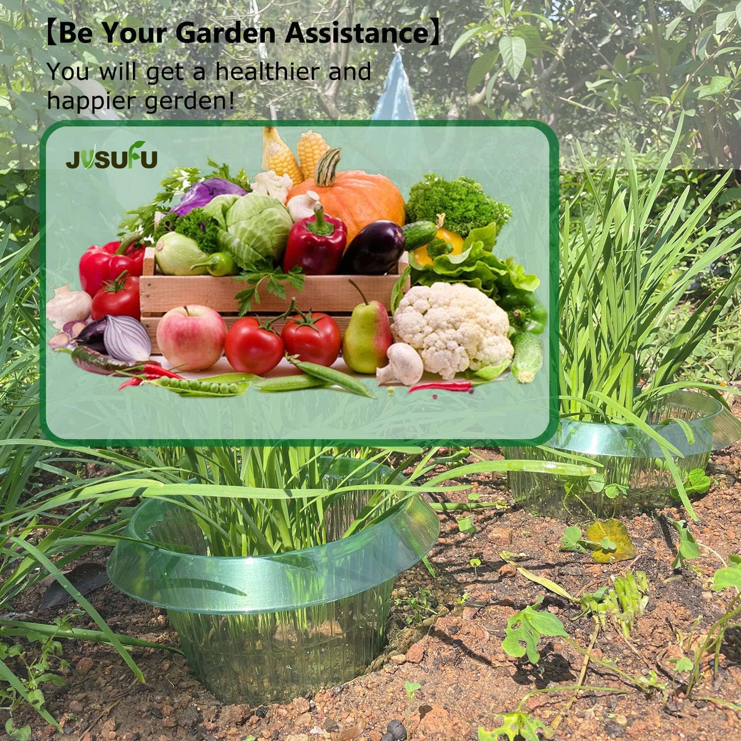 1/30 Buah Cincin Pelindung Sip - Plant Parents ulasan dan harga