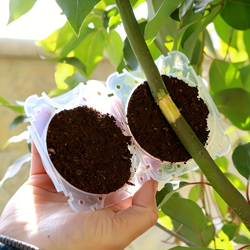 10Pcs Kit Kotak Propagasi Pera - Plant Parents ulasan dan harga